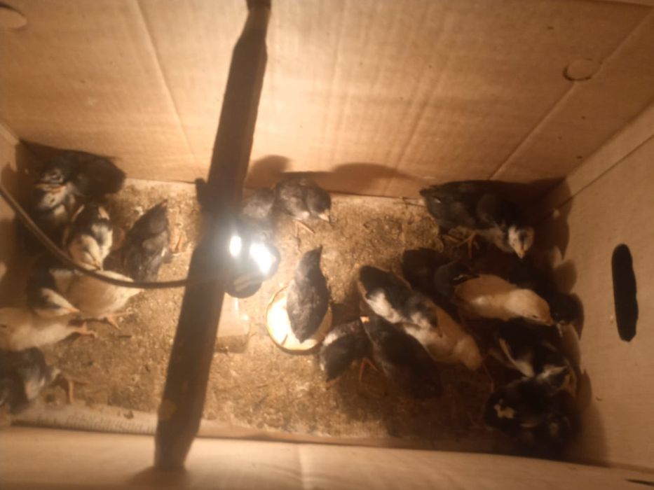 Бойцовые цыплята