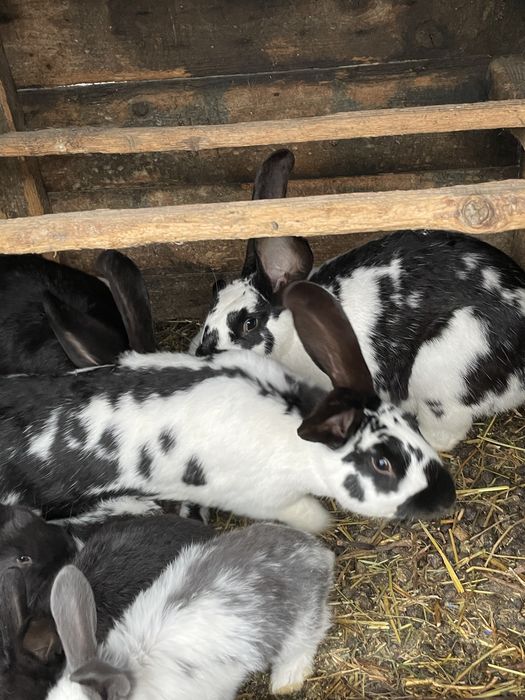 Vând iepuri puiuți