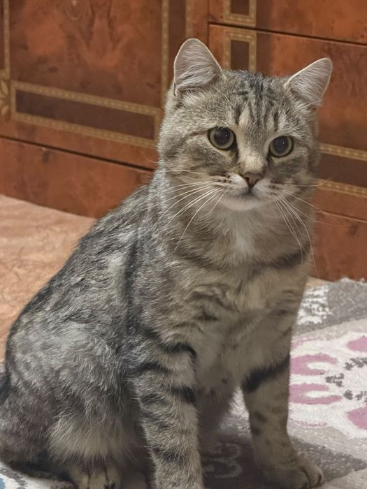 Отдам доброго кота в хорошие руки
