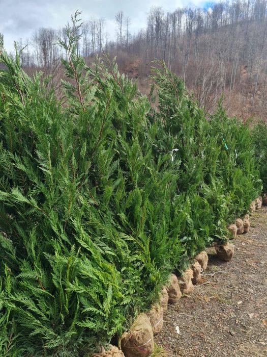 Tuia leylandii perfecta pentru curtea ta