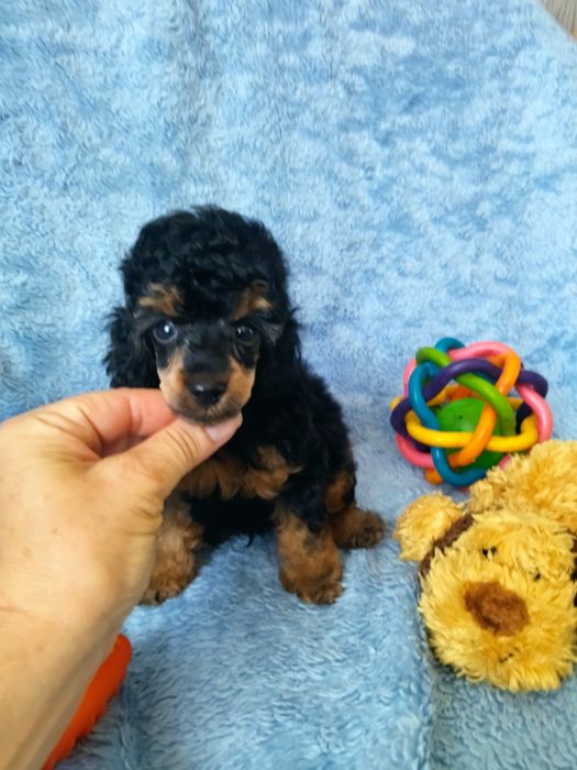 Девченка той пудель