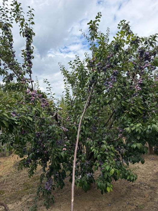 Vând prune de țuică!