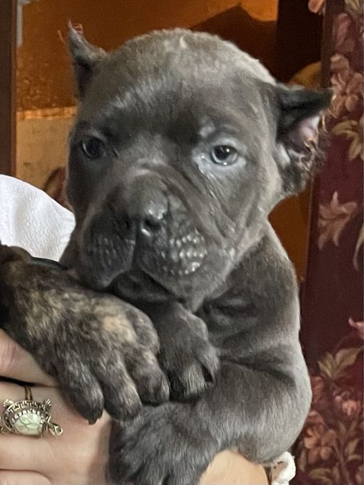 Итальянский кане корсо щенки