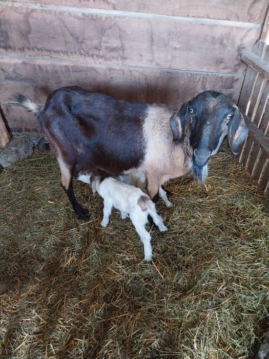 Млади млечни кози