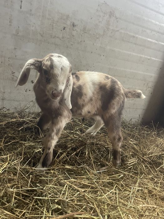 Tapisor anglo nubian cu pete