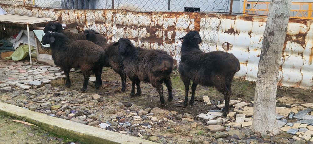 Кучкорлар сотилади