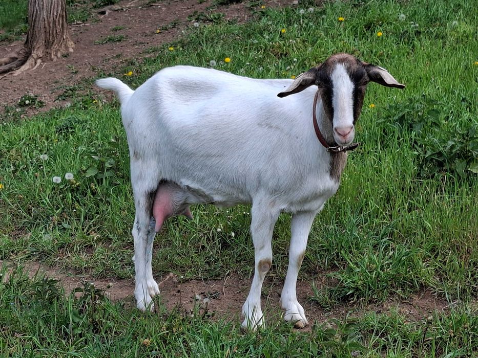 Capre de vanzare