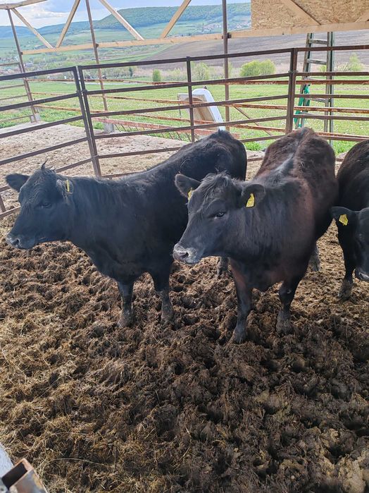 Juninci Angus gestante