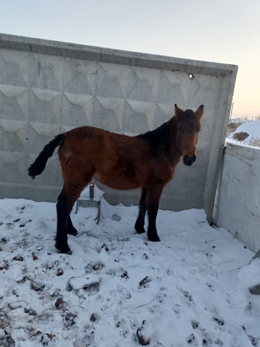 Продам жеребенка