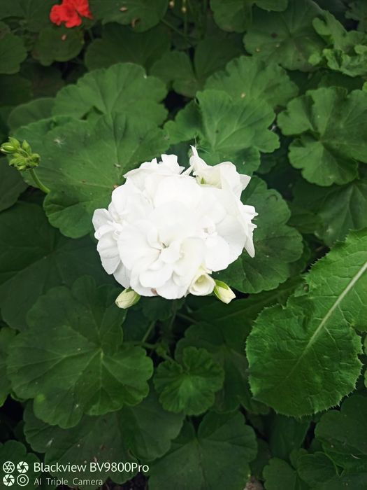 Герань, комнатные цветы