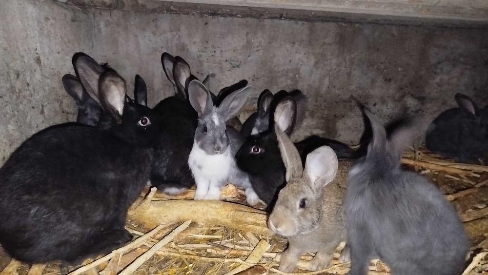 Quyonlar kichik yoshda bor.