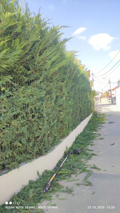 Toaletare gard viu/tuia