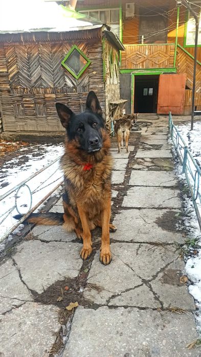 Немецкая овчарка, кабель для вязки