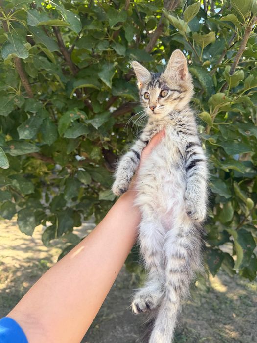 Отдам котенка в добрые руки