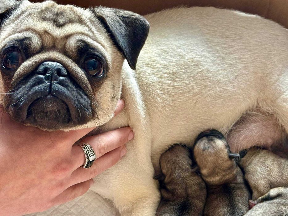 малыши мопса на брони