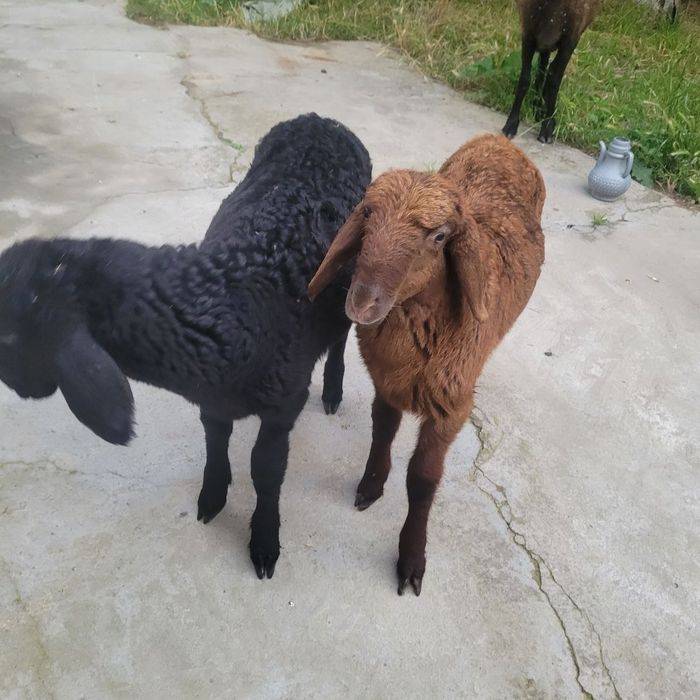 Qoy va 2 ta qozichoq ona bola sotiladi