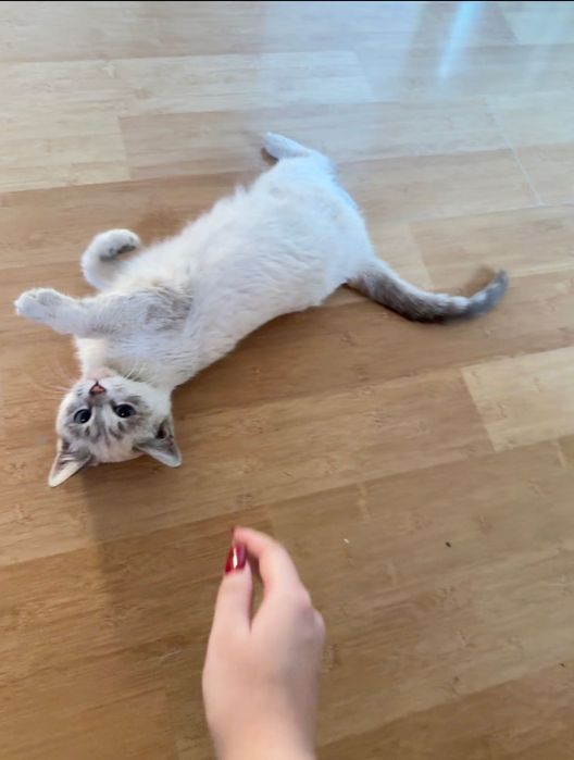Сиамский котёнок в добрые руки