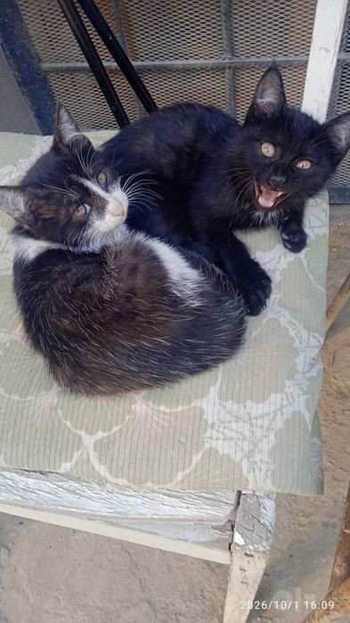 Котята в добрые руки