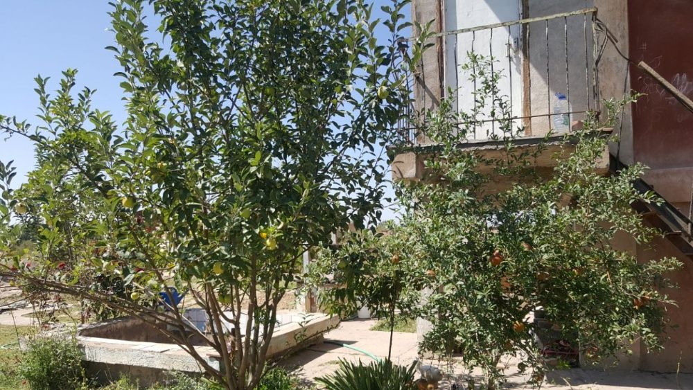 Продается Дача 12 соток.  Пскент. В участке добротный дом 3ком