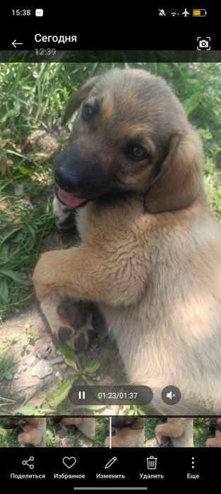 Отдам щенков в кыргауылды