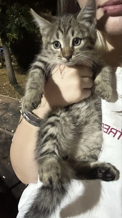 котенок мальчик