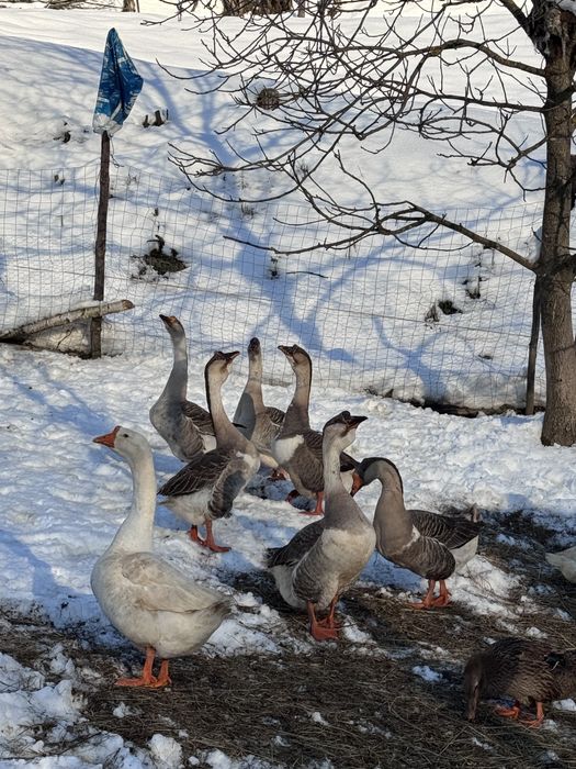 Vand gâste americane