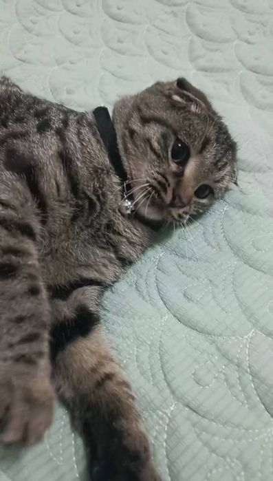 Mushuk scottish fold
