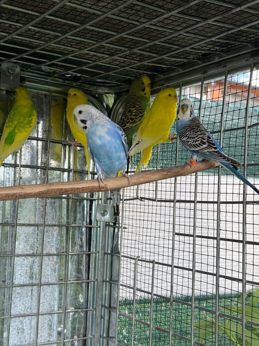 Papagali peruși  tineri