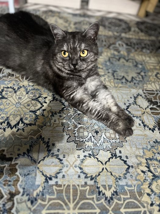 Кошка шотландская скотиш страйт