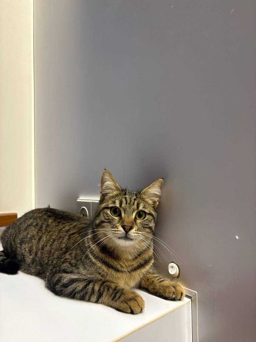 Подарю котика домашнего