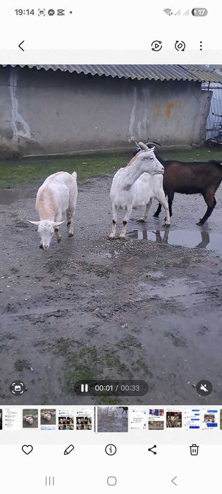 3 capre gestante vand sau schimb