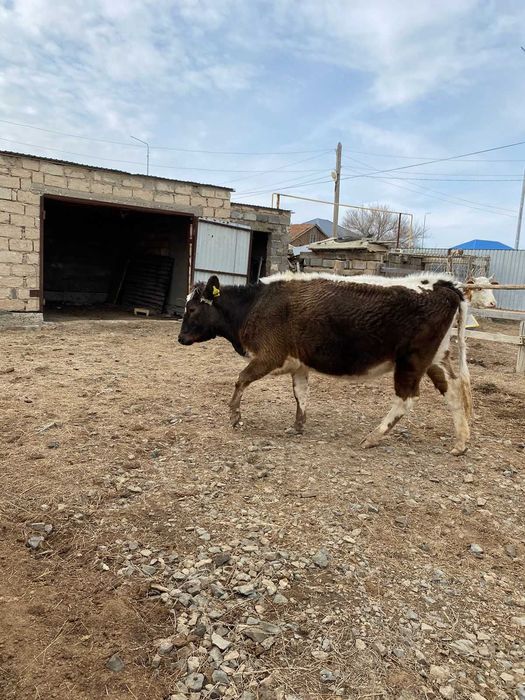 Құнажын буаз сиыр