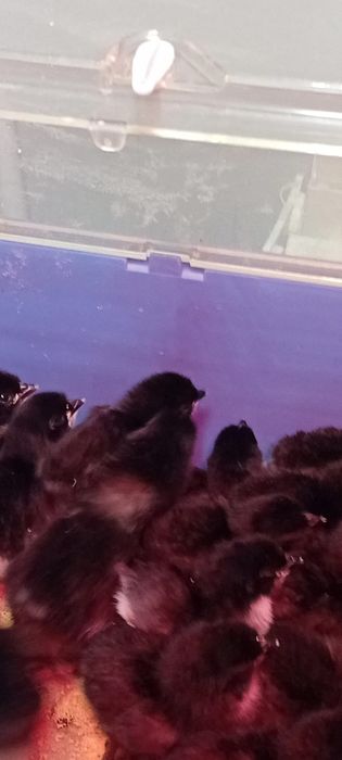 Vand pui rasa Australorp de 3 saptamani