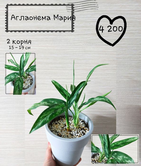 Комнатные растения