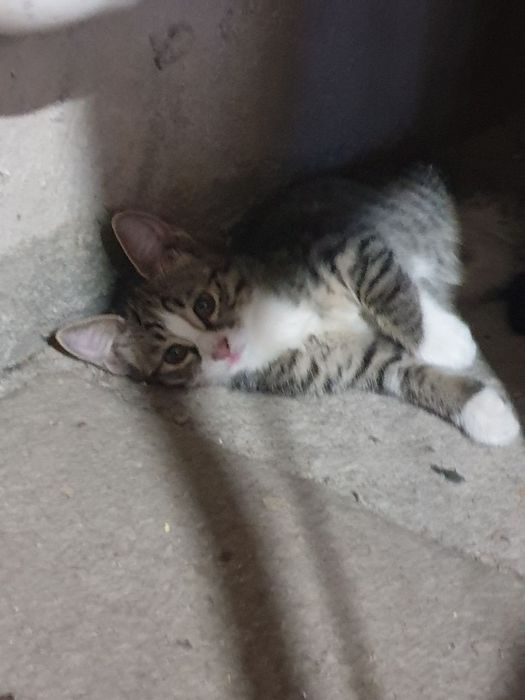 Котёнок,  девочка, 2 месяца, красотка, отдадим в добрые,заботливые рук