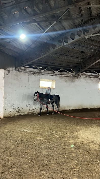 Жеребец для езды