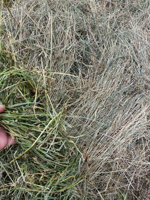 Vand baloti de fan si otava an 2025