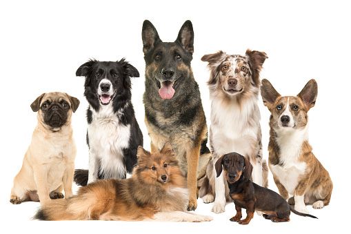 -dresaj canin ieftin