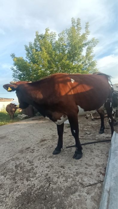 Продается корова, возраст — 5 лет