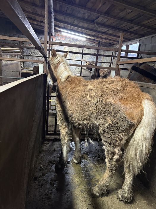 Лошади с откорма на развод.