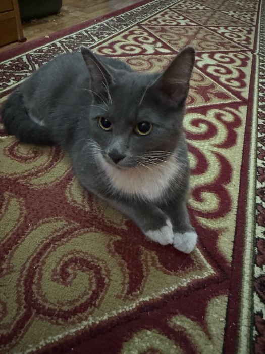 Нашли кота , видно что домашний