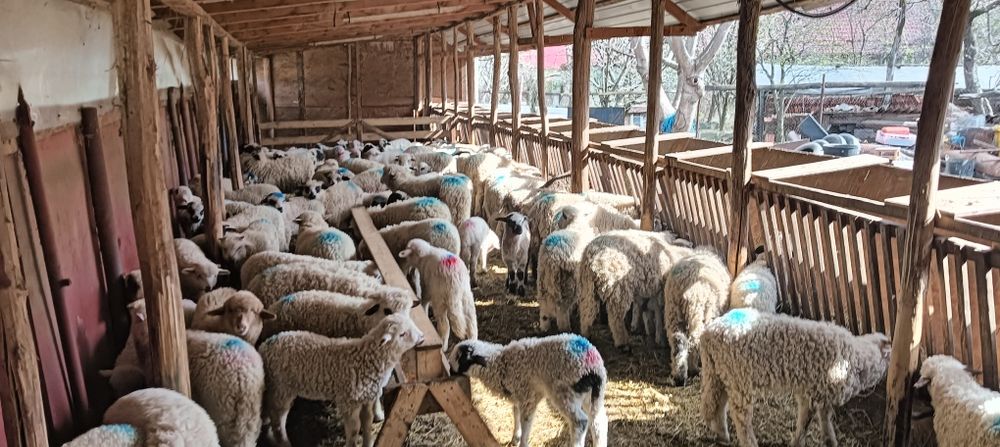 Se vând miei pentru paste