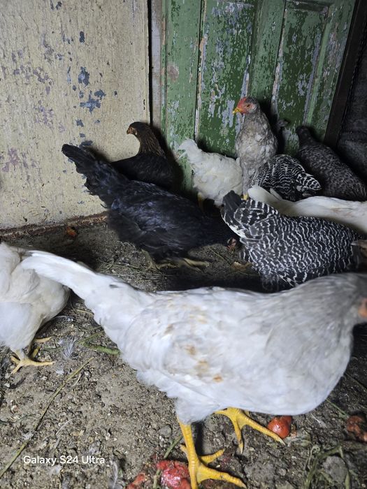 Млади селски петли