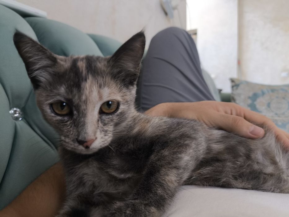 Кошка 2.5 месяцев