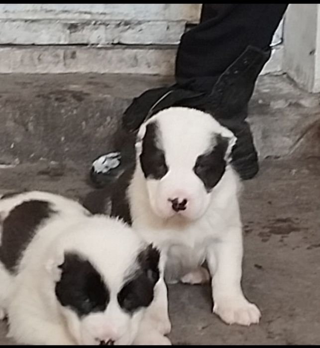 Щенки алабай  ...