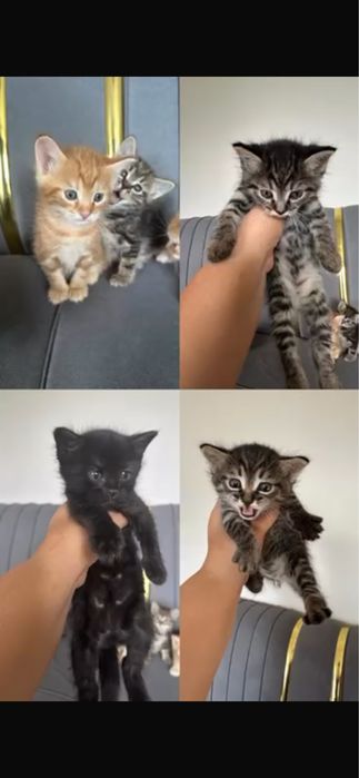 Котята мальчик , девочка отдам в хорошие добрые руки