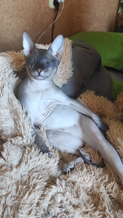 Мальчик сфинкс ищет девочку