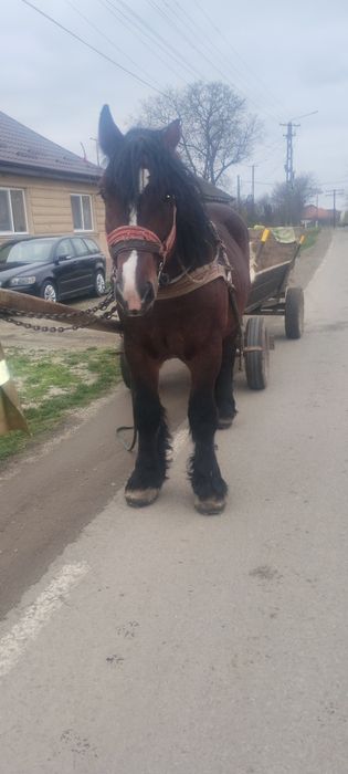 Vând sau schimb un mânz de 4/5 ani