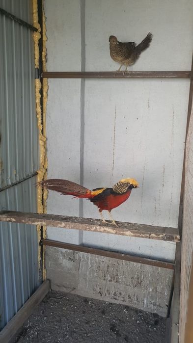 Золотой фазан пара взрослый