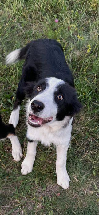 Border Collie Negru-Alb Linie de lucru